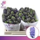 Vollsortiment Hyacinthe, blau - 5 Stiele